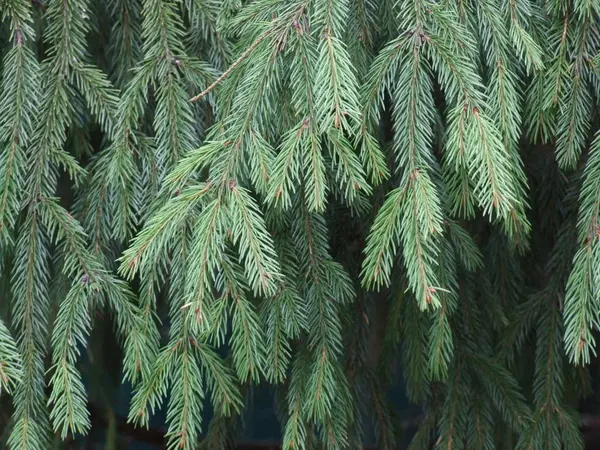 솜털같은 초록색 바늘이 가문비나무 가지들 — 스톡 사진