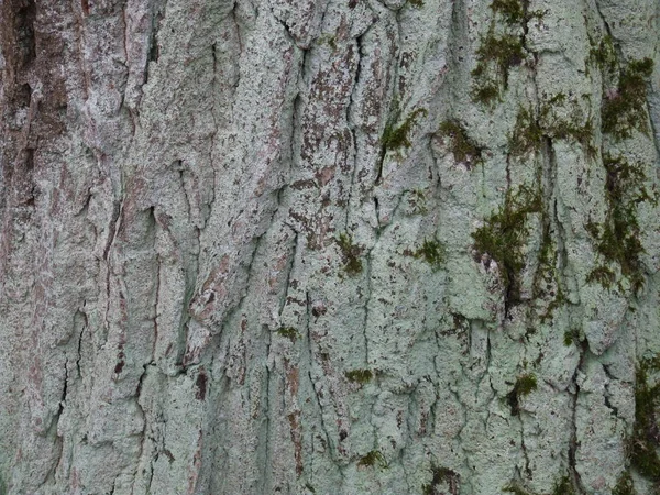 Ağaç Kabuğu Yeşil Yosunlu Eski Bir Meşe Gövdesi — Stok fotoğraf