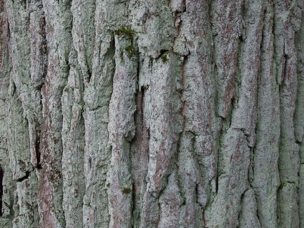 Stam Van Een Oude Eik Met Schors Groen Mos — Stockfoto