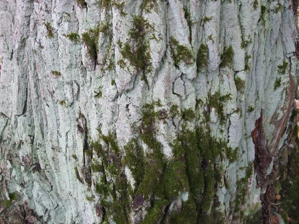 나무껍질 과푸른 이끼를 나무의 — 스톡 사진