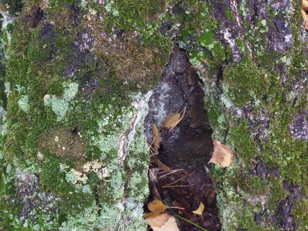 Musgo Tronco Árbol —  Fotos de Stock