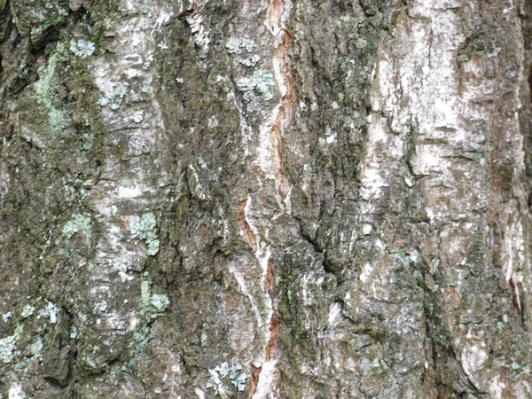 Birch Bark Close Texture — Stock Photo, Image