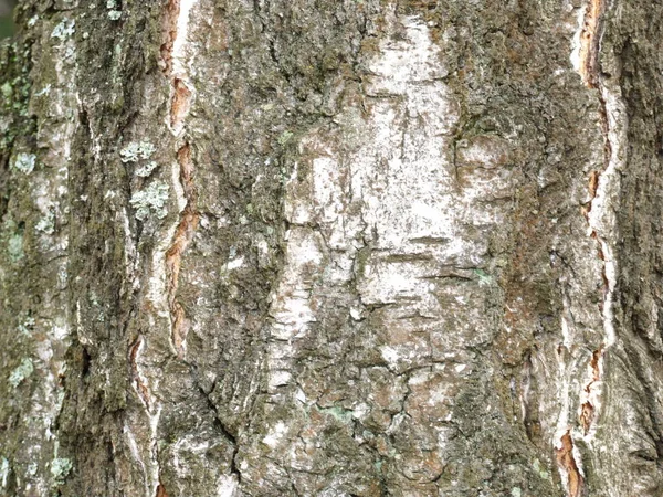 白桦树树皮闭合 — 图库照片