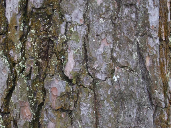 Die Stammrinde Der Alten Kiefer — Stockfoto