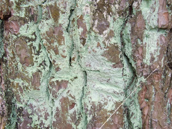 古い松の幹の樹皮 — ストック写真