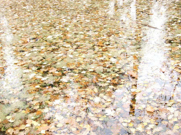 Foglie Gialle Acqua Autunno — Foto Stock