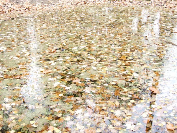 Gele Bladeren Het Water Herfst — Stockfoto