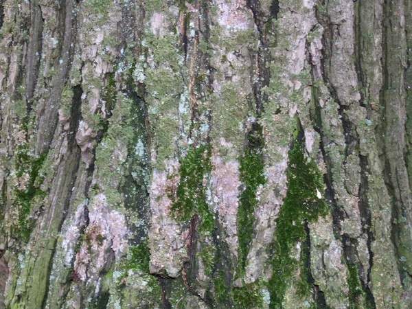 苔のある古いオークの木の樹皮 — ストック写真