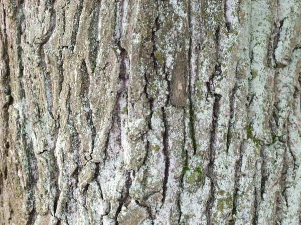 长有苔藓的老橡树树皮 — 图库照片