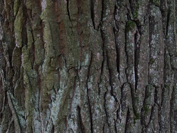 Corteccia Una Vecchia Quercia Con Muschio — Foto Stock