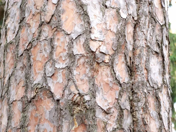 Kahverengi Çam Ağacı Kabuklu — Stok fotoğraf