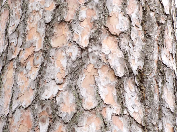 Kahverengi Çam Ağacı Kabuklu — Stok fotoğraf