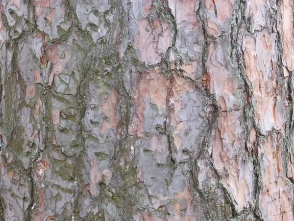 나무껍질이 소나무 — 스톡 사진