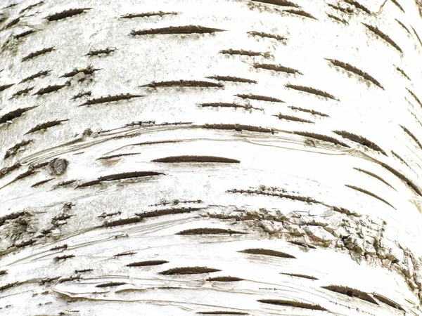 birch bark with birch bark closeup