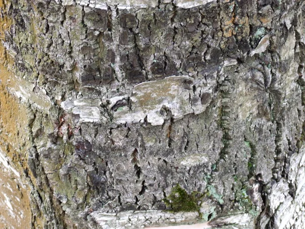 Casca Bétula Close Textura — Fotografia de Stock