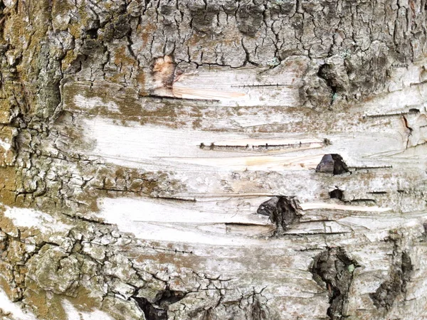 桦树树皮紧密贴合纹理 — 图库照片