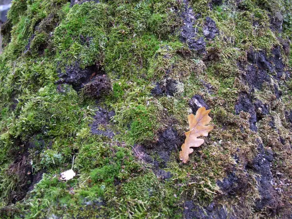 Closeup Kůra Stromu Zeleným Mechem — Stock fotografie