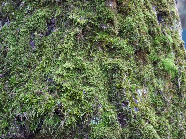 Trädet Bark Närbild Med Grön Mossa — Stockfoto