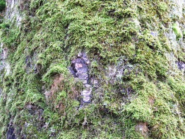 Trädet Bark Närbild Med Grön Mossa — Stockfoto