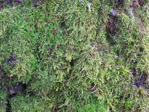 Casca Árvore Close Com Musgo Verde — Fotografia de Stock