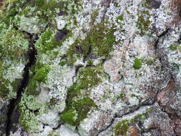 Tree Bark Closeup Green Moss — Stock Photo, Image