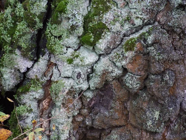 Casca Árvore Close Com Musgo Verde — Fotografia de Stock