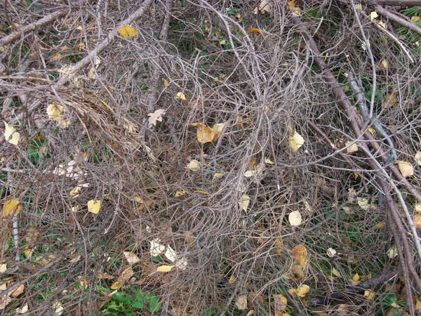 Осенью Сухая Трава — стоковое фото