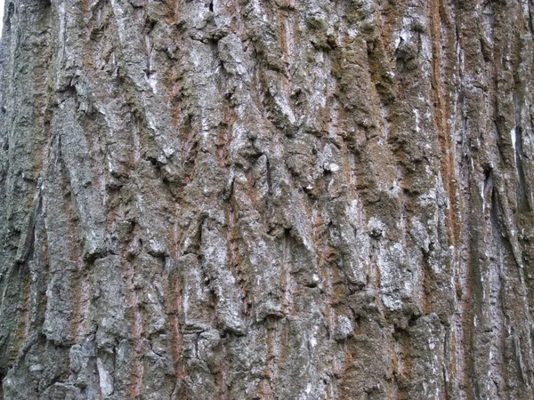 橡木树皮质感闭合 — 图库照片