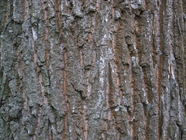 Bark Textur Närbild — Stockfoto