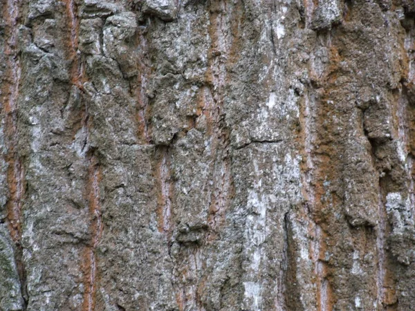 떡갈나무 껍질의 가까이 — 스톡 사진