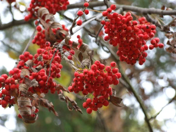 Cúmulos Cenizas Rojas Montaña Otoño — Foto de Stock