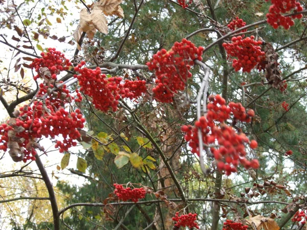 Скопления Красной Горной Золы Осенью — стоковое фото