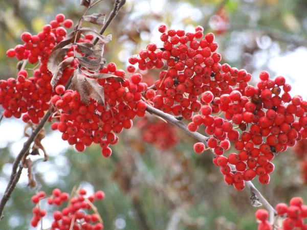 Cúmulos Cenizas Rojas Montaña Otoño — Foto de Stock