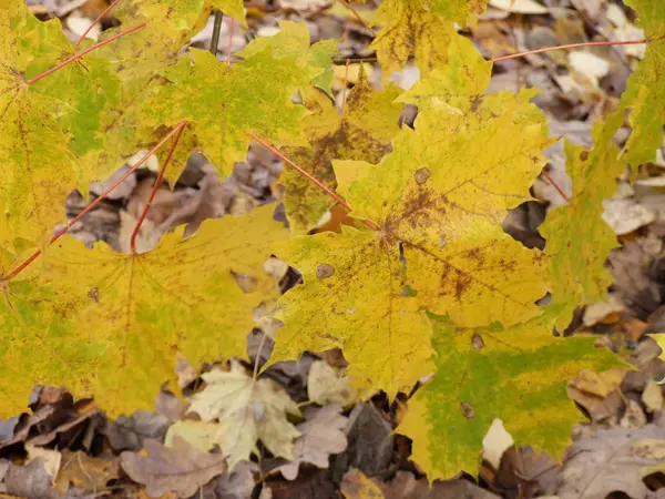 Feuilles Érable Automne Jaunes — Photo