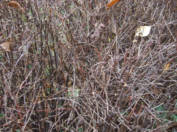 Cespugli Spinosi Secchi Autunno — Foto Stock