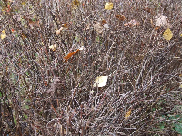 Dry Thorny Bushes Brushwood Autumn — Stock Photo, Image