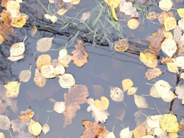Sárga Őszi Levelek Vízben — Stock Fotó