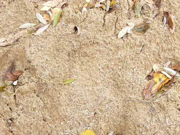 Sand Autumn Leaves — Stock Photo, Image