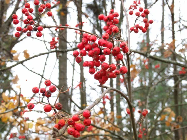 Cúmulos Cenizas Rojas Montaña Otoño — Foto de Stock