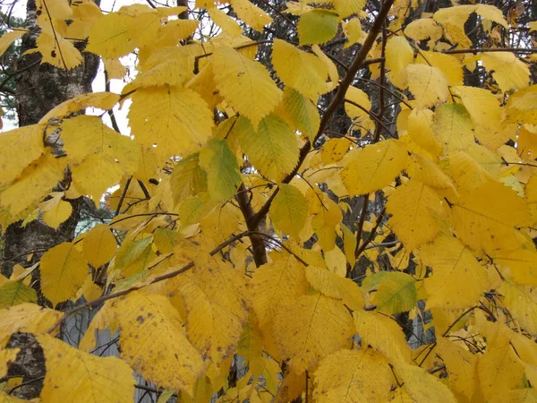 Żółte Liście Olchy Jesiennej — Zdjęcie stockowe