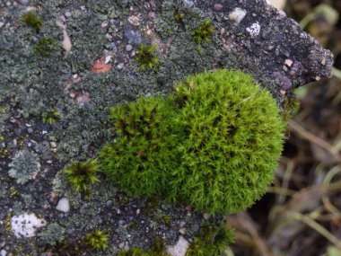 sonbahar ıslak yeşil yosun