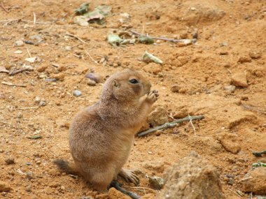 Hayvanat bahçesindeki sincaplar (sincaplar, suslikler)