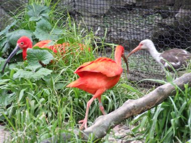 çok renkli leylekler ve balıkçıllar