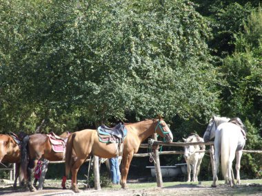 Çiftlikte eyerli atlar