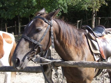 Çiftlikte eyerli atlar