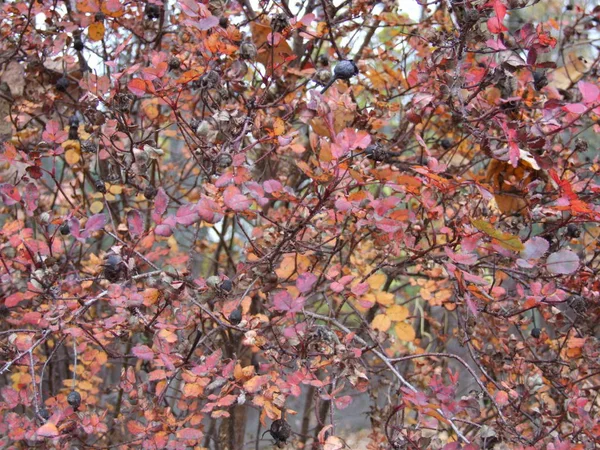 Fogliame Rosso Degli Alberi Autunno — Foto Stock