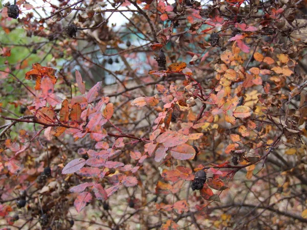 Fogliame Rosso Degli Alberi Autunno — Foto Stock