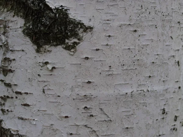 birch bark with birch bark closeup
