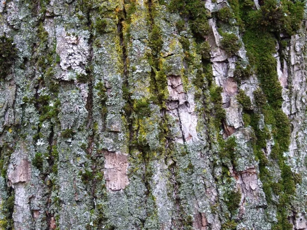 Yaşlı Bir Meşe Ağacının Kabuğu Yosunlu — Stok fotoğraf