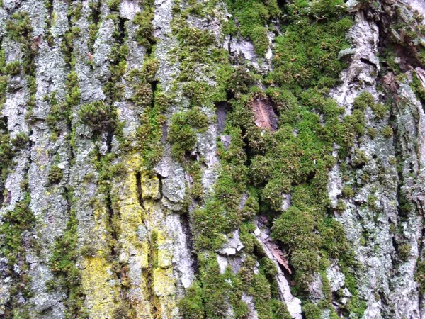 Corteccia Una Vecchia Quercia Con Muschio — Foto Stock